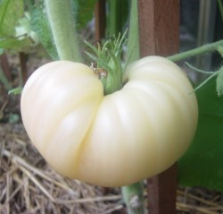Tomato WHITE QUEEN